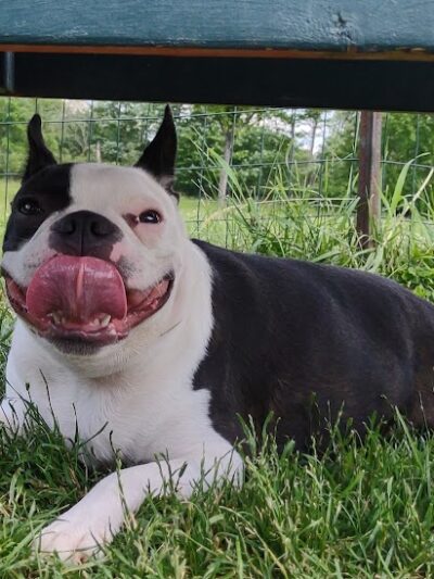 Brunswick Dog Park - Brunswick, OH