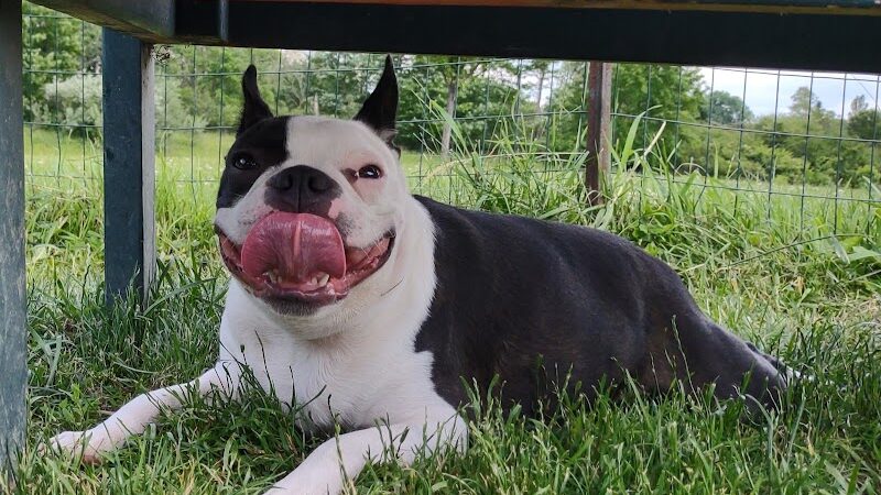 Brunswick Dog Park - Brunswick, OH