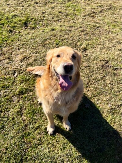 Brunswick Dog Park - Brunswick, OH