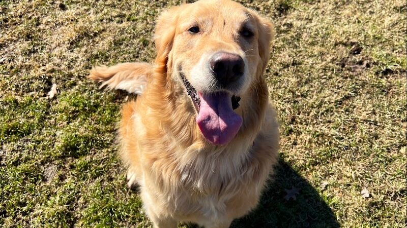 Brunswick Dog Park - Brunswick, OH