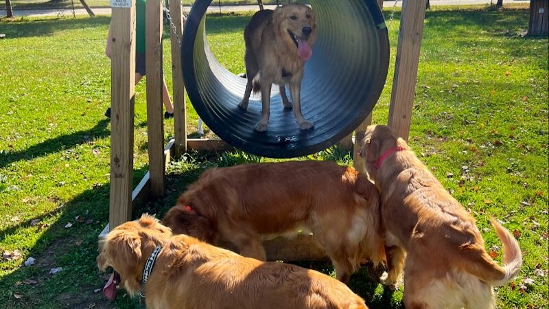 Brunswick Dog Park - Brunswick, OH