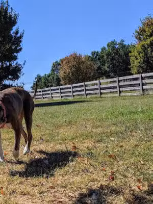 Boone County Dog Park - Burlington, KY