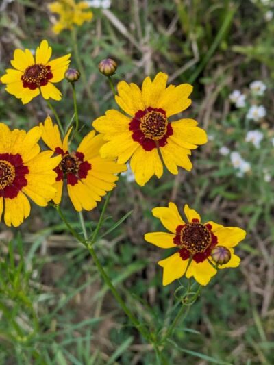 Blue Heron Preserve - Burton, OH