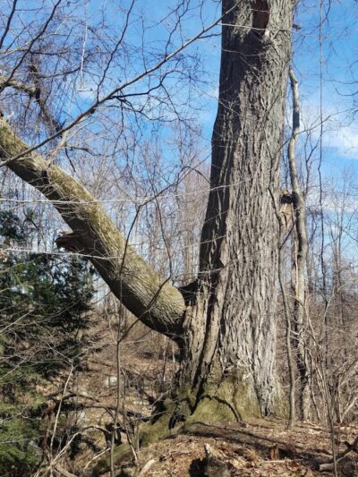 Welton's Gorge Preserve - Burton, OH