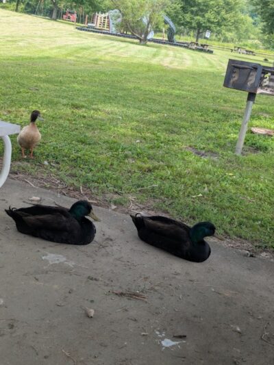 Jackson Park - Byesville, OH