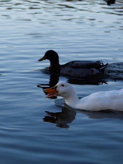 Jackson Park - Byesville, OH