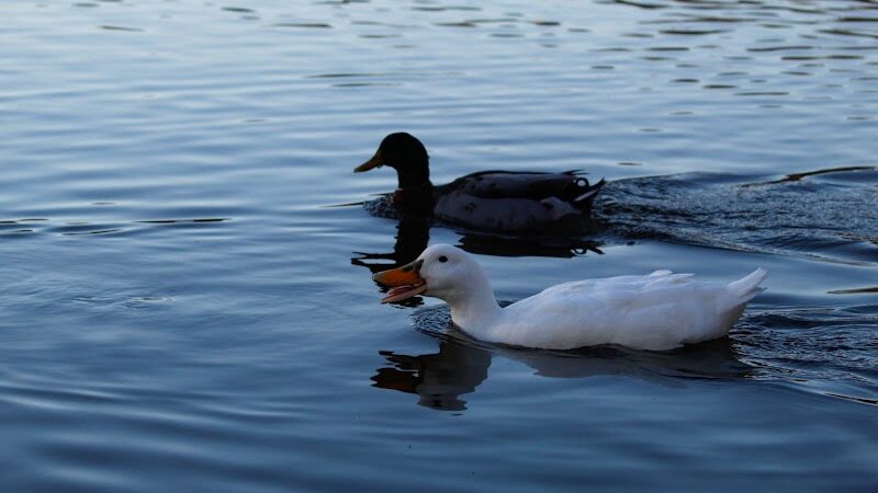 Jackson Park - Byesville, OH
