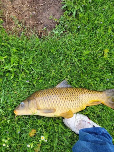 Sally Buffalo Park - Cadiz, OH