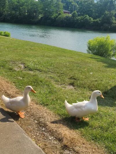 Sally Buffalo Park - Cadiz, OH
