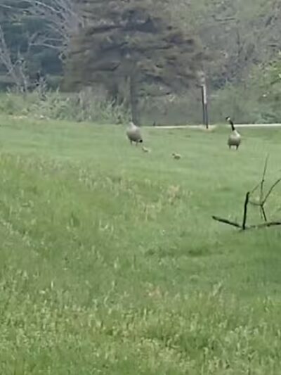 Sally Buffalo Park - Cadiz, OH