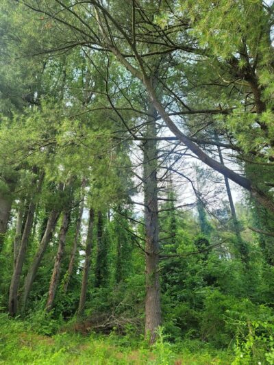 Caldwell Lake - Caldwell, OH