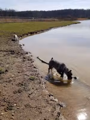 Dog Park - Cambridge, OH