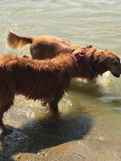 Dog Park - Cambridge, OH