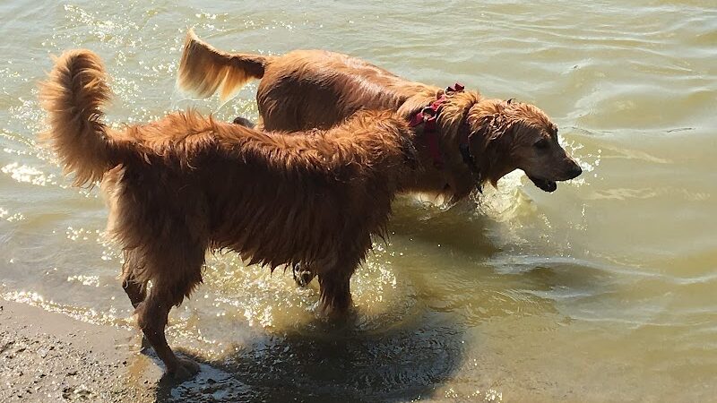 Dog Park - Cambridge, OH