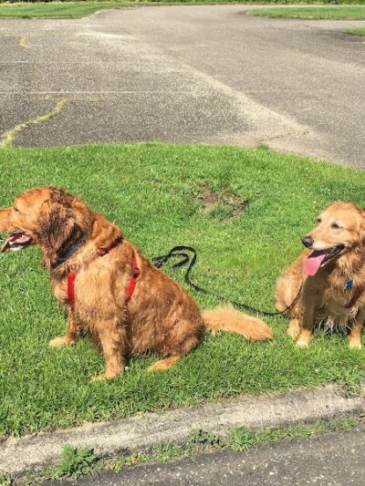 Dog Park - Cambridge, OH
