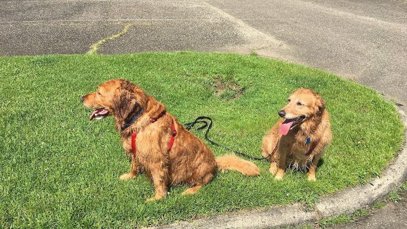 Dog Park - Cambridge, OH