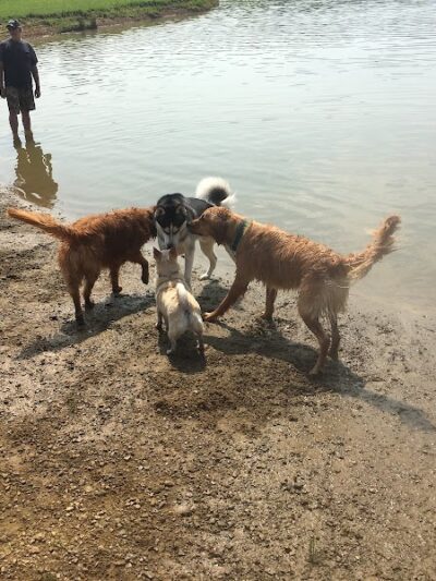 Dog Park - Cambridge, OH