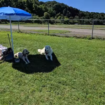 Dog Park - Cambridge, OH