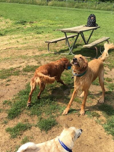 Dog Park - Cambridge, OH