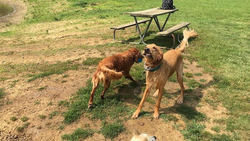 Dog Park - Cambridge, OH