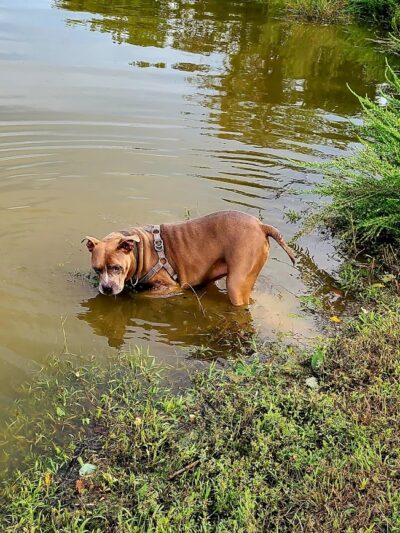 Dog Park - Cambridge, OH