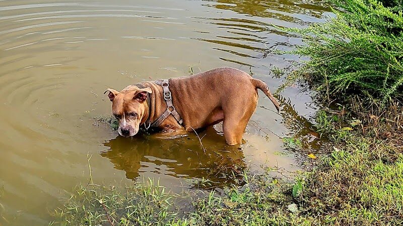 Dog Park - Cambridge, OH