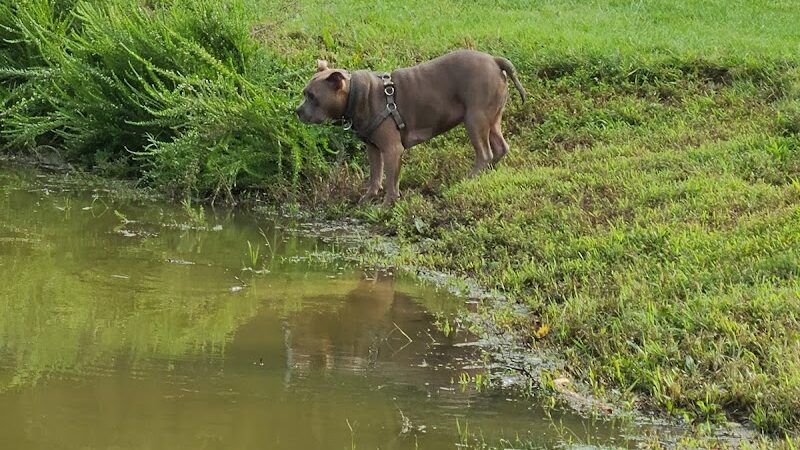 Dog Park - Cambridge, OH