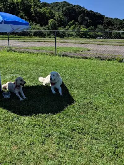 Dog Park - Cambridge, OH