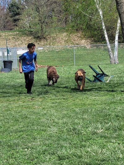 Canal Fulton Dog Park - Canal Fulton, OH