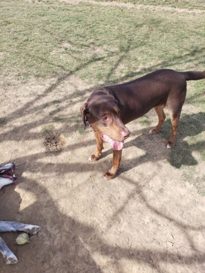 Canal Fulton Dog Park - Canal Fulton, OH