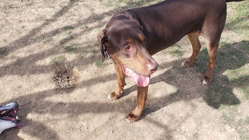 Canal Fulton Dog Park - Canal Fulton, OH