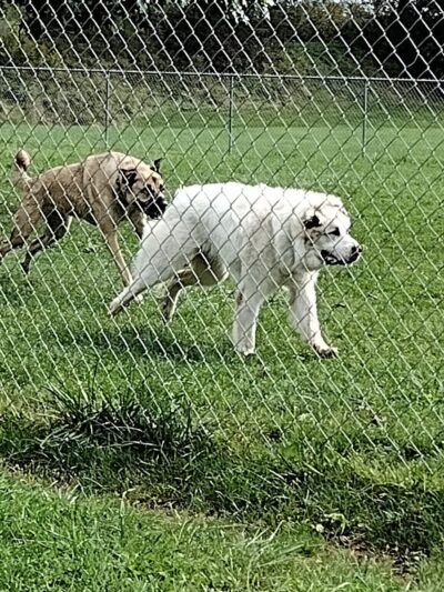 Canal Fulton Dog Park - Canal Fulton, OH