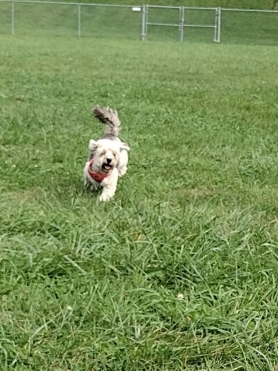 Canal Fulton Dog Park - Canal Fulton, OH