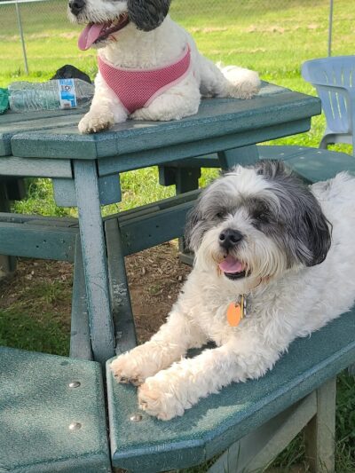 Canal Fulton Dog Park - Canal Fulton, OH