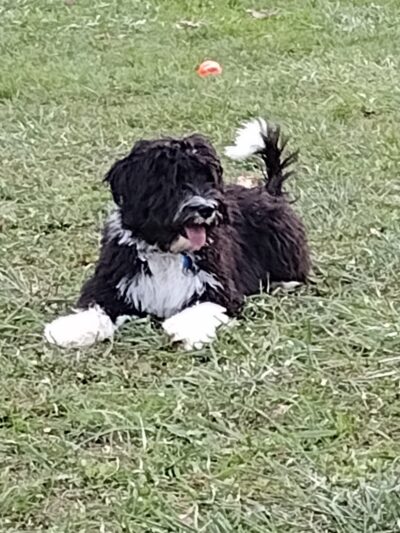 Canal Fulton Dog Park - Canal Fulton, OH