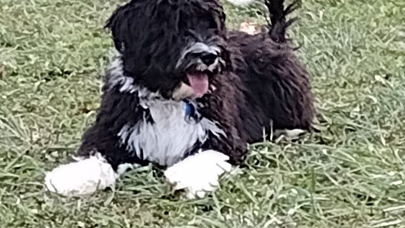 Canal Fulton Dog Park - Canal Fulton, OH