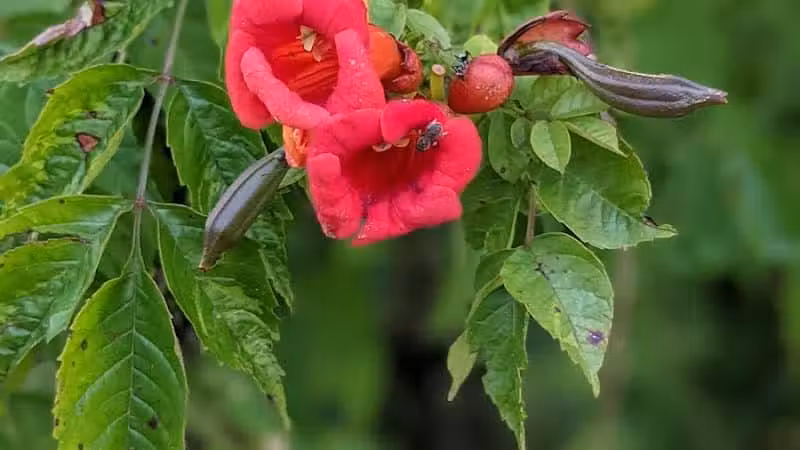 Walnut Creek Park - Canal Winchester, OH
