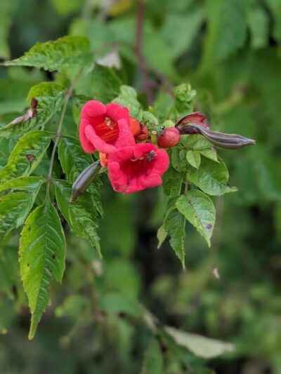 Walnut Creek Park - Canal Winchester, OH