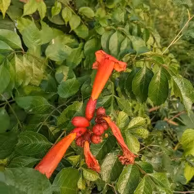 Walnut Creek Park - Canal Winchester, OH