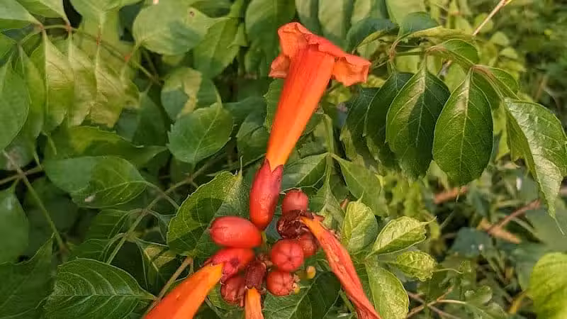 Walnut Creek Park - Canal Winchester, OH