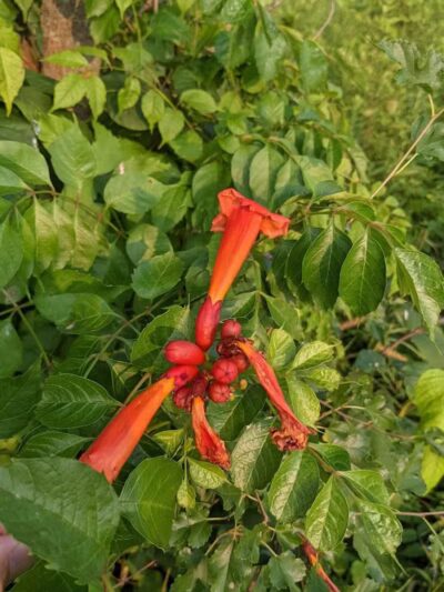 Walnut Creek Park - Canal Winchester, OH