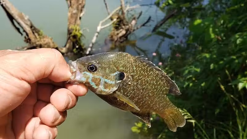 Walnut Creek Park - Canal Winchester, OH