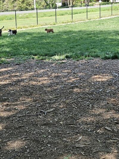 Ariss Park Dog Run - Canton, OH