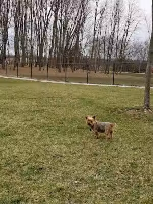 Ariss Park Dog Run - Canton, OH