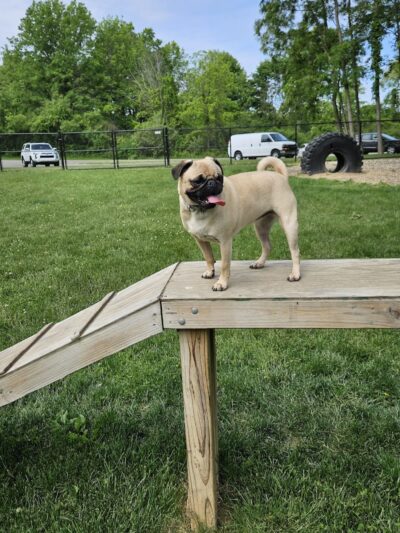 Ariss Park Dog Run - Canton, OH