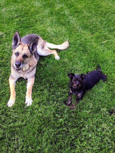 Ariss Park Dog Run - Canton, OH