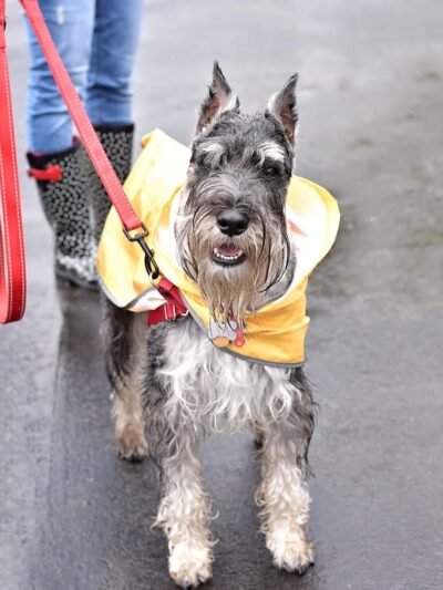 Ariss Park Dog Run - Canton, OH