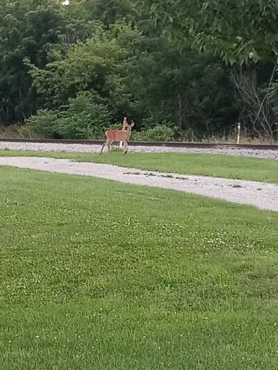 Bors Field - Canton, OH