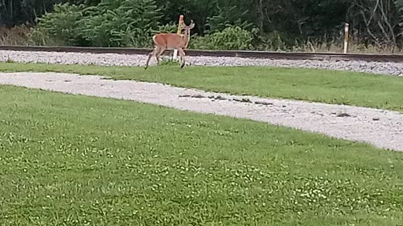 Bors Field - Canton, OH