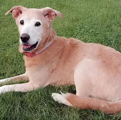 Bors Field - Canton, OH